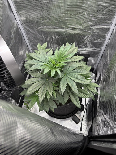 GxwlGbZWgAABqWg.jpg