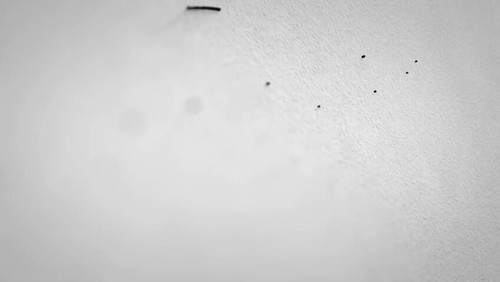 Icus xmeFOJZmz2U.jpg