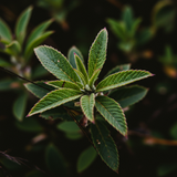 prompt image 4 896x1152