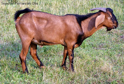 6 jenis kambing kacang 1.jpg