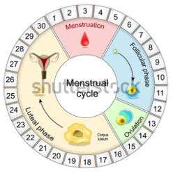 GBR SIKLUS MENSTRUASI.jpg