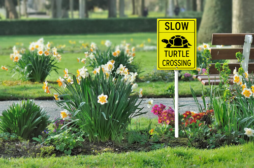 slow turtle crossing 002 126.png