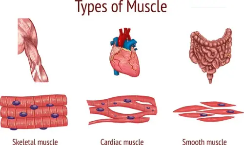 depositphotos 199445564 stock illustration vector illustration types muscle.webp