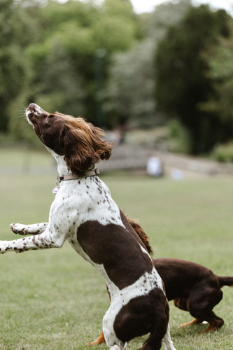 ReggieAndSaffie 0806.jpg