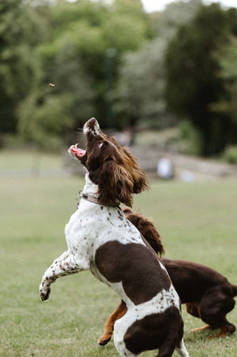 ReggieAndSaffie 0804.jpg