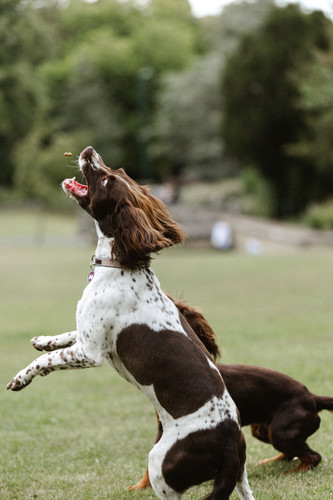 ReggieAndSaffie 0805.jpg