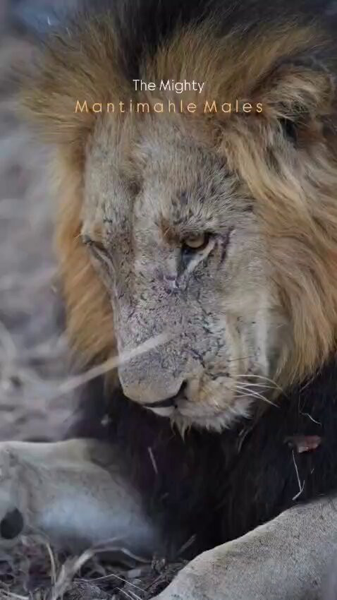 VOaLtS99YdwLh 1z.jpg