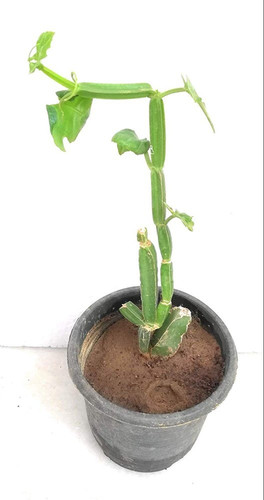 hadjod plants cissus quadrangula.jpg