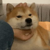 img 1754185657562006STOCtgy1i0axv56rqwg306e06e17d.gif