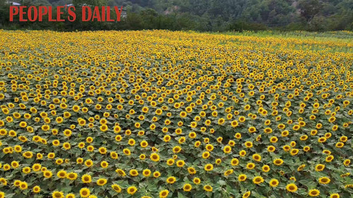 uWo52Z KsjSL9jSd.jpg