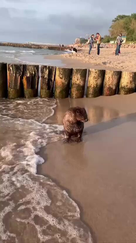 BBa0 fPBvG4LajTV.jpg