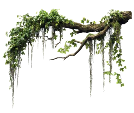 vine transparent.png