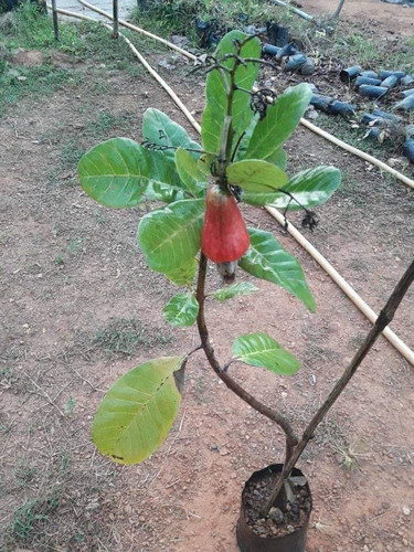 cashew nut kaju.jpg
