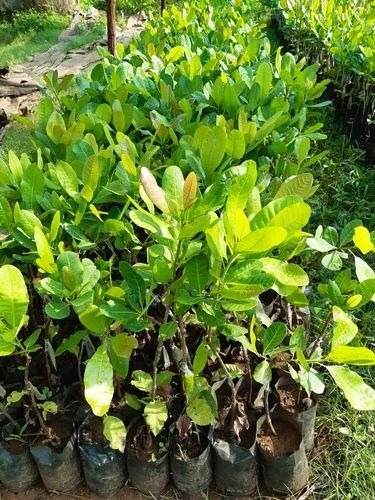 product jpeg 500x500 (1).jpg