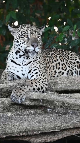 z pahZwWqvmjjdS7.jpg