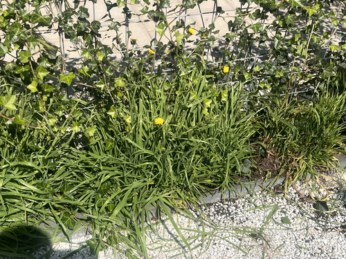 onkruid verwijderd op 1 plek.jpg