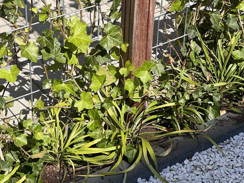 na weghalen onkruid.jpg