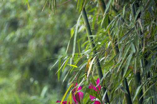 bamboo forest 7158934.jpg