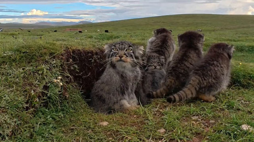 gojTtuaf8IiNKu q.jpg