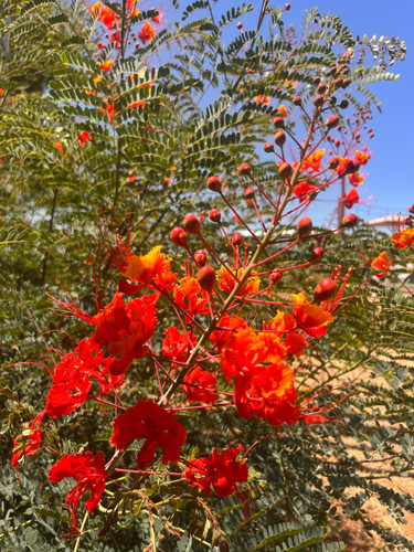 il fullxfull.6295165426 8sto.jpg