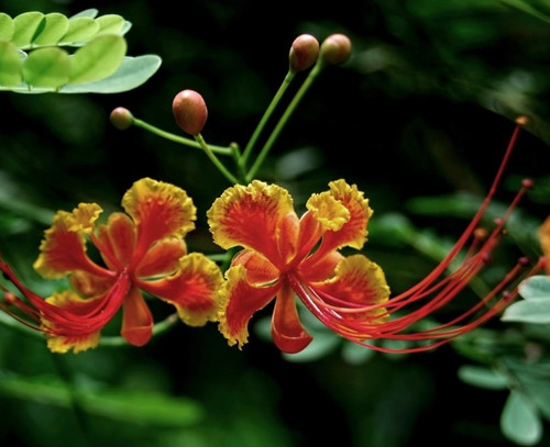 caesalpinia pulcherrima peacock.jpg