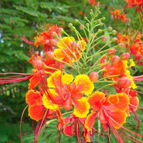 caesalpinia pulcherrima.jpg