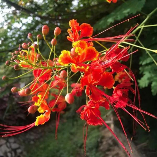 peacockflower rajamallired caesa (1).jpg