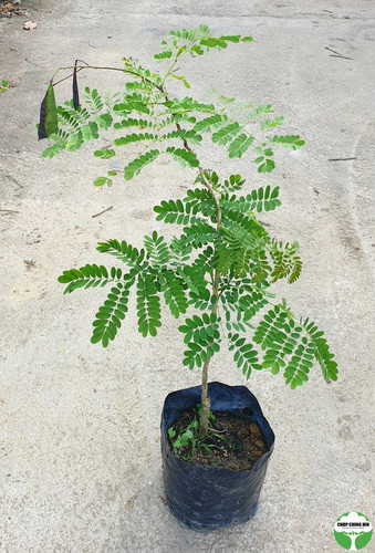 Caesalipinia pulcherrima 1.0moh.jpg
