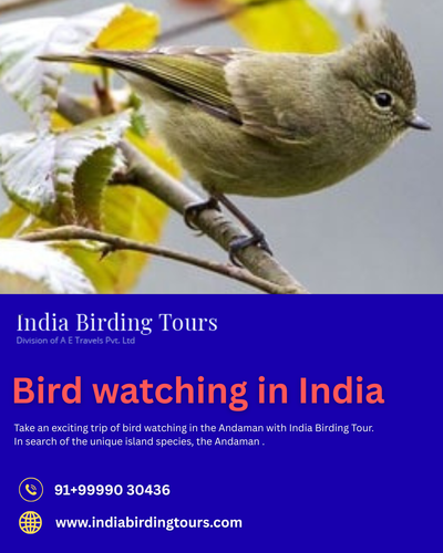 Bird watching in Andaman