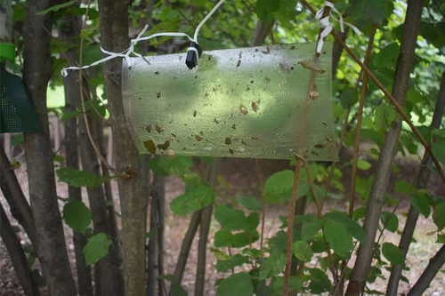 531482142 1166709015489948 6202731863507906853 n.jpg?stp=dst jpg p526x395 tt6& nc cat=107&ccb=1 7& n.jpg