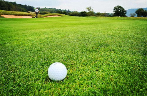 Grass Seed 101 Best Types For Yo.jpg