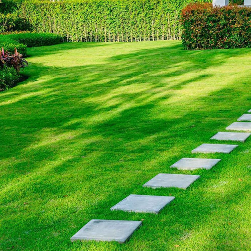 6000 mexican lawn grass seeds 10.jpg
