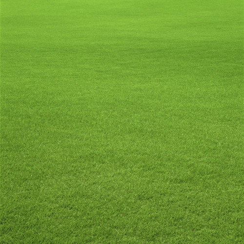 bermuda lawn grass seeds.jpg