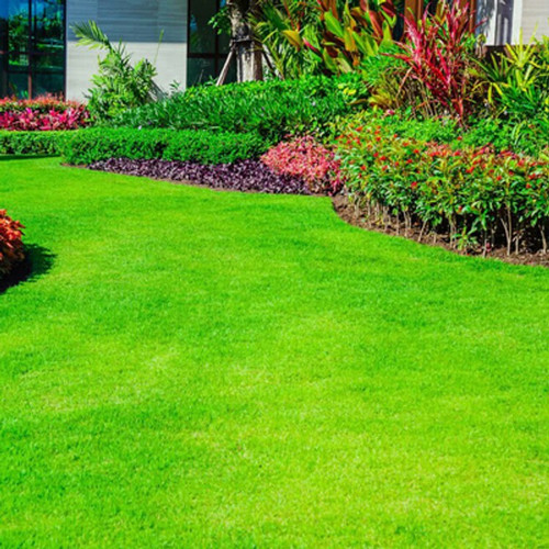 12000 lawngrassseeds 12000pp b 0.jpg