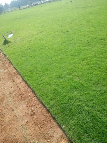 bermuda grass bag green grass be.jpg