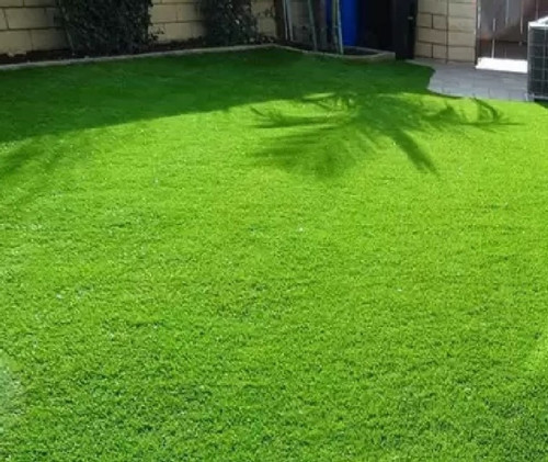 3000 bermudagrass seed lawm gras.jpg