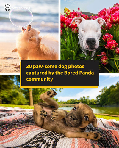 best dog photos.jpg