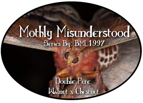 mothly misunderstood registry.png