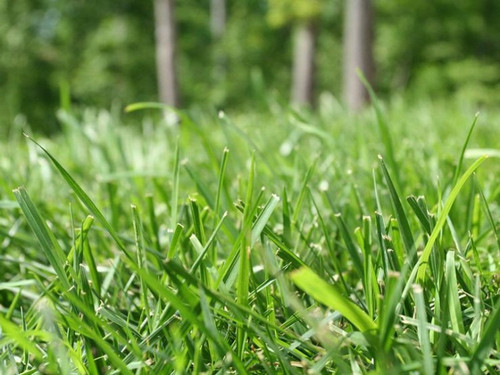 1 bermuda grass seeds for making.jpg