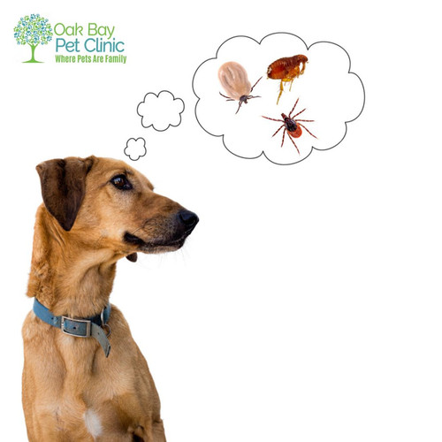 Keep Pets Safe Using Flea and Worm Prevention.jpg