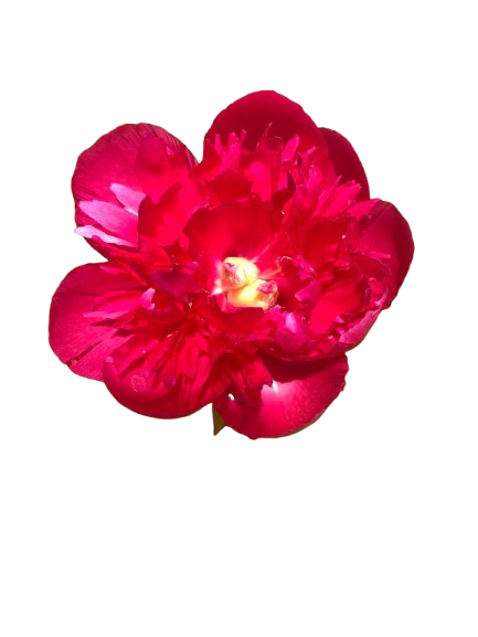 1 Big rose.png