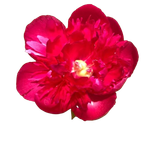 1 Big rose