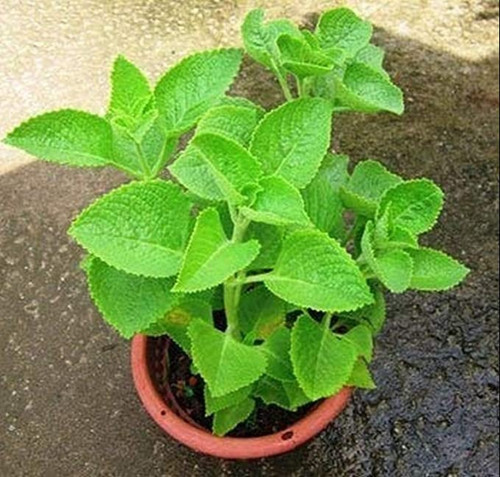 ajwain herbal plant.jpg