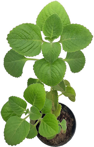 yes perennial no ajwine plant 1.jpg
