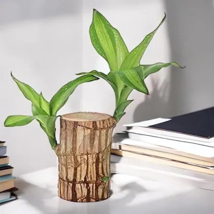 gatih lucky brazil wood potted p.jpg
