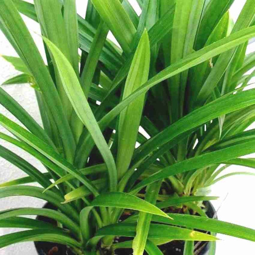 no annual no b099xcy591 1 plantz.jpg