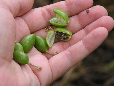 Harvest [Cardamom].jpg