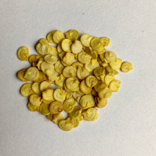 image 500x b1547845 dc48 4da0 91.jpg