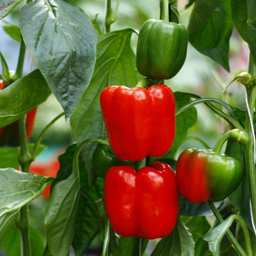 Capsicum Imported Seeds.jpg