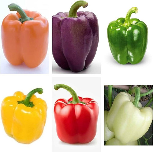 49 1mix colour capsicum seeds bd.jpg
